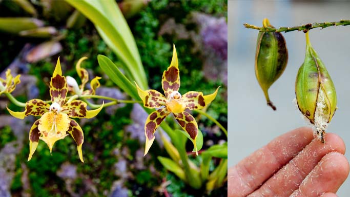 На выращивание орхидей из семенного материала решаются немногие